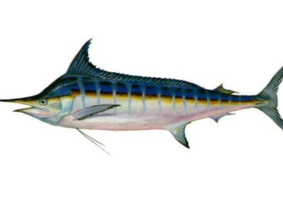 An illustration of a large fish with a pointy nose and a big forehead called a blue marlin