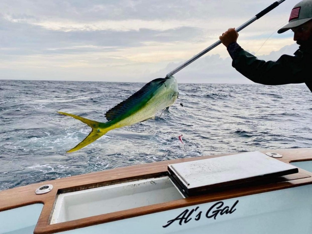 Dolphin fishing outer banks