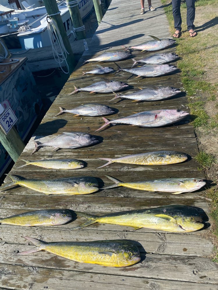 A selection of freshly caught fish sitting out on the dock after a successful fishing charter.