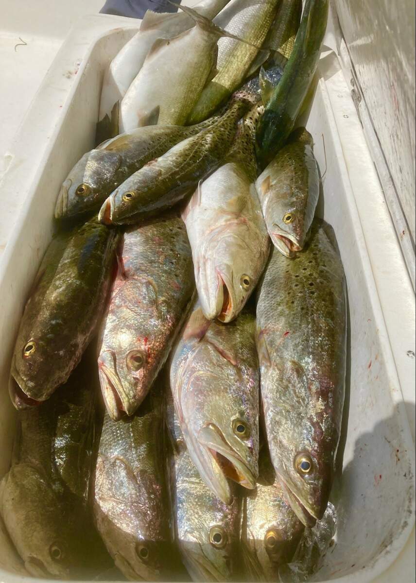 A close-up photo of a cooler full of freshly caught fish from Outer Banks, NC.