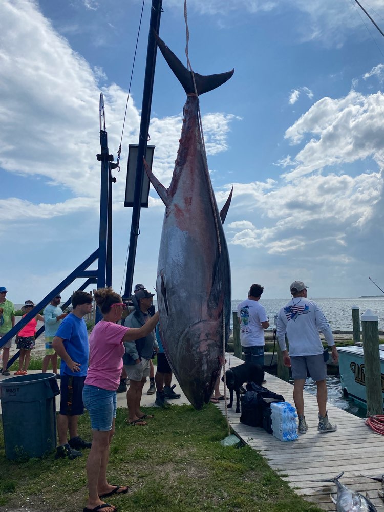 A group of people look towards the sea while a large tuna hangs from a hook on the dock.